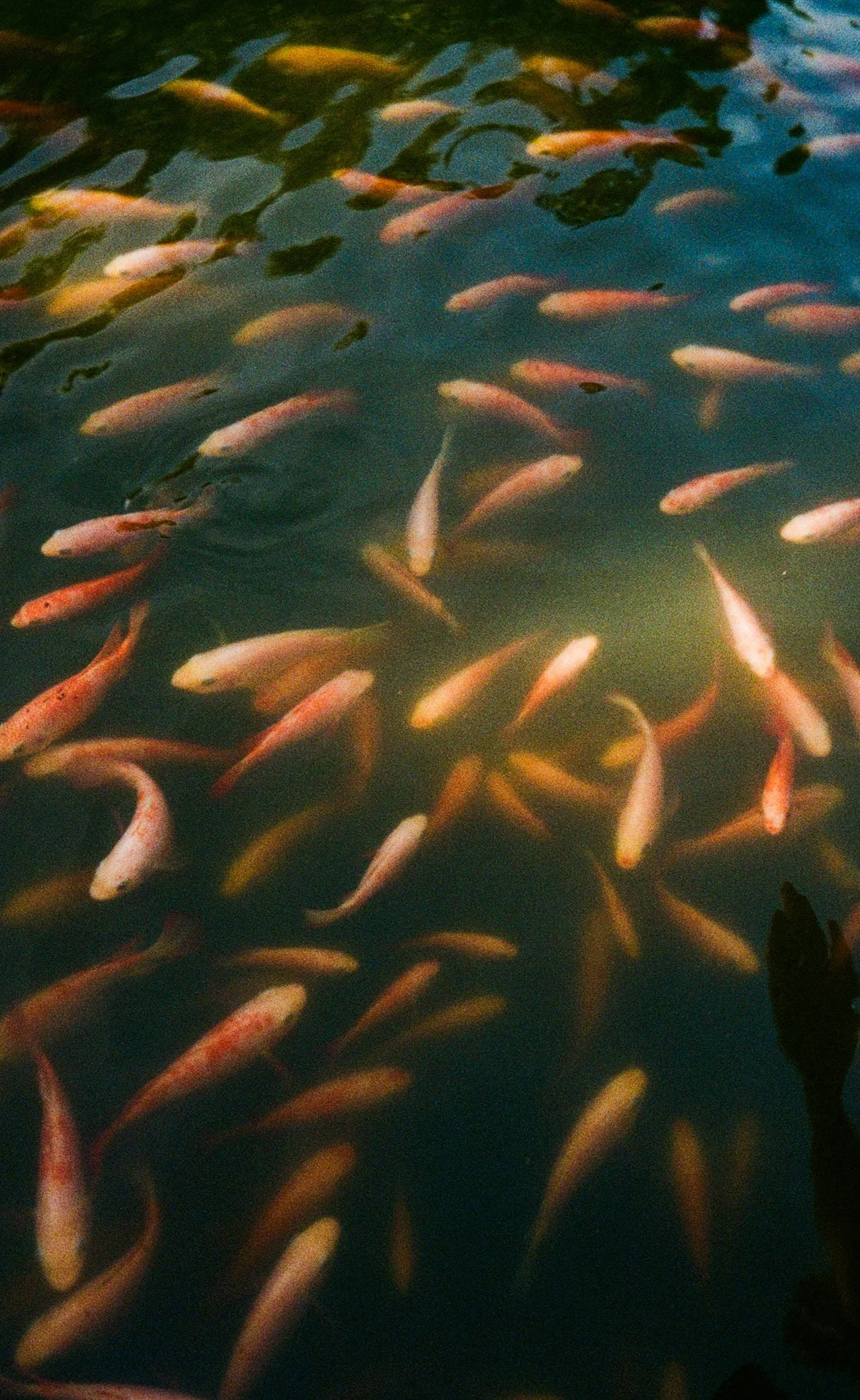Street photography sample — koi fish in a still lake